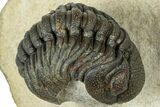 Detailed Phacopid (Morocops) Trilobite - Foum Zguid, Morocco #310576-1